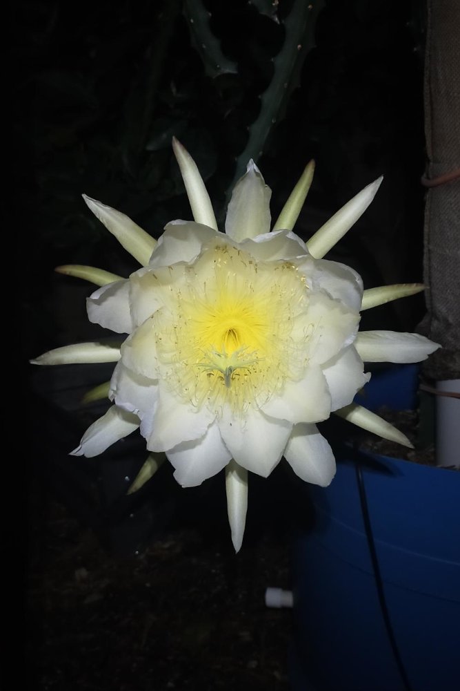 Night Flower